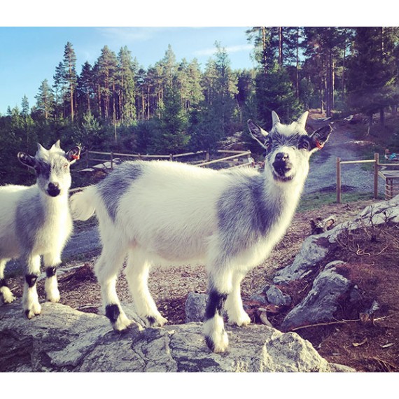 GÅRDSBESØK FOR INSTITUSJONER